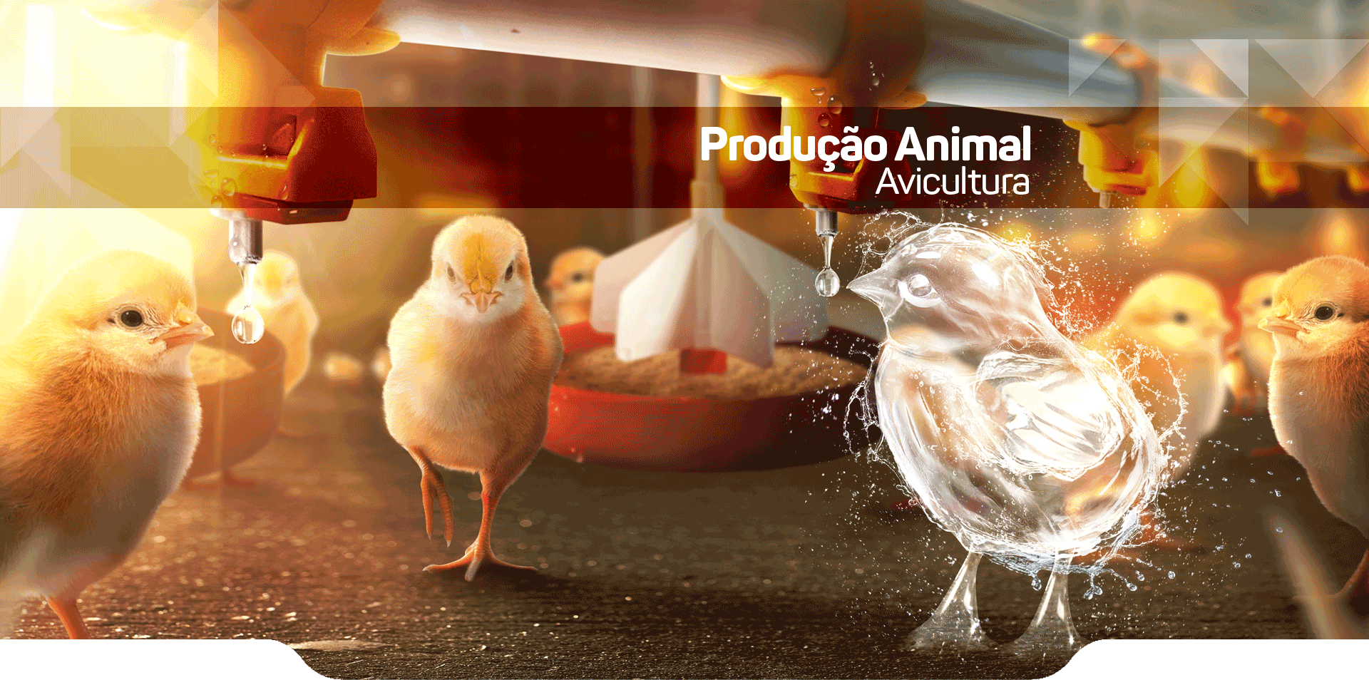 Avicultura